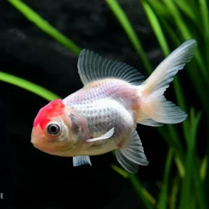 Schleierschwanz "Rotkopf" (Carassius auratus var.) Kracherpreis